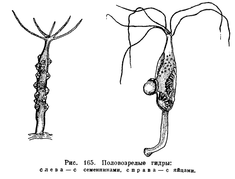 Кракен 12 at